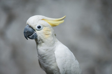 Sulphur-crested Cockatoo, Raised Yellow Crest, Australia