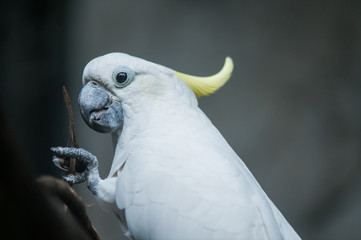 Sulphur-crested Cockatoo, Raised Yellow Crest, Australia