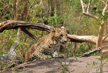 Sri Lankan Leopard in the Bush, Yala National Park, Sri Lanka