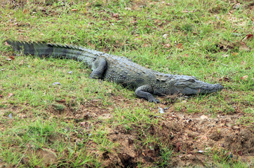 Mugger Crocodile, Yala National Park, Sri Lanka