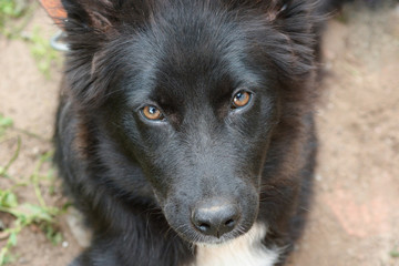 Fototapeta premium Black dog