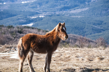 Young highland mule grazing on winter mountain meadow