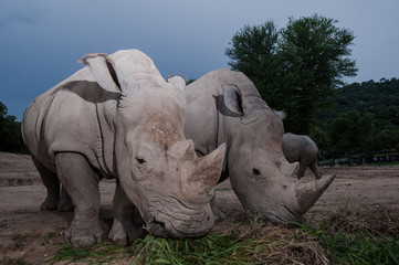 Two white rhinoceros are standing in this image.