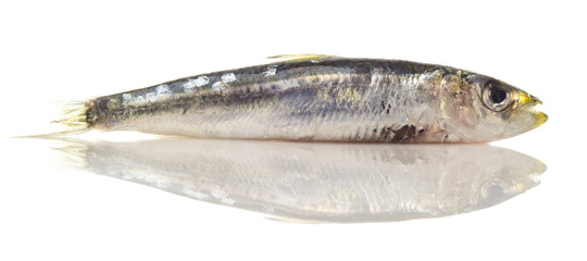 Sardina