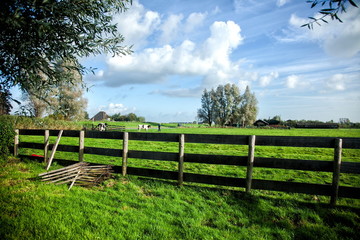 Farmland. Farmer and cows on a green meadow the filler.