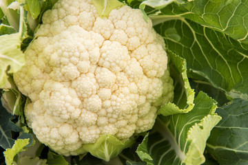 Cauliflower