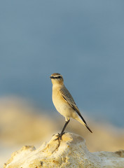 Closeup of Isabelline Wheatear