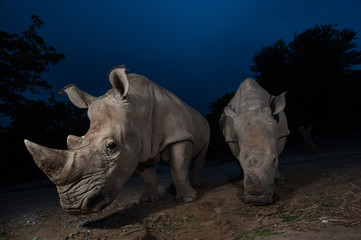 Two white rhinoceros are standing in this image.