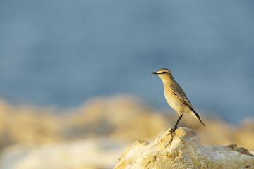 Fototapeta premium Isabelline Wheatear in the coast of Bahrain