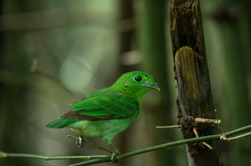 Green bird, a male Green Broadbill (Calyptomena viridis), standi
