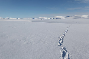 Randonnée au Svalbard