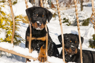 Szczeniaki rottweilerów w zimie