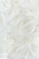Color feathers