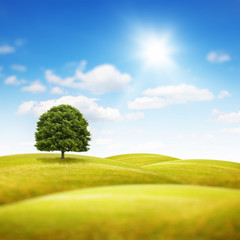 Obraz premium Baum im Fokus