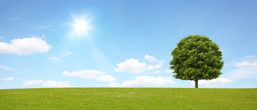 Fototapeta Panorama mit Baum