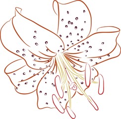 Тигровая лилия