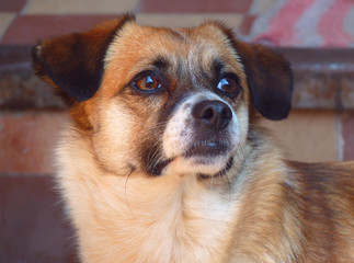 Close-up portrait of a domestic dog with sad eyes