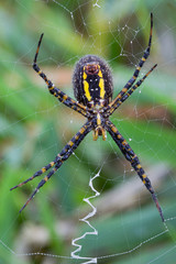 Writing Spider