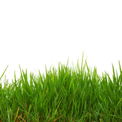 Obraz premium Gras mit Textfreiraum