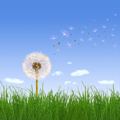 Sommer Landschaft mit Pusteblume