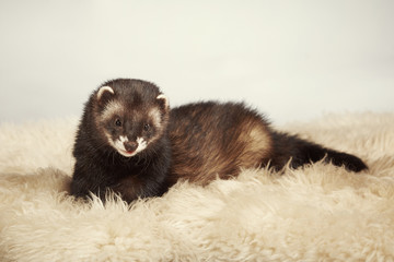 Young ferret male