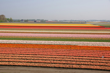 Tulpenblüte, Holland