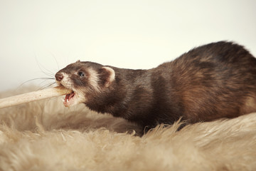 Nice ferret hunting wooden spoon