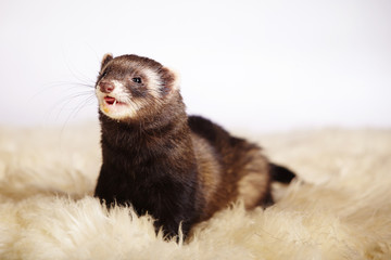 Smiling ferret on fur