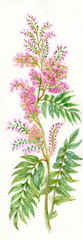 Obraz premium Summer pink wildflower