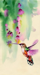Drawing of colibri bird and flowers