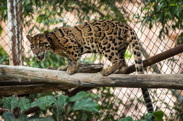 Obraz premium Clouded Leopard on Tree Branch