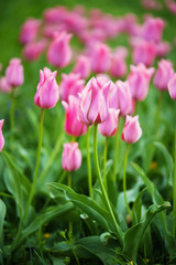 Obraz premium Pink beautiful tulips