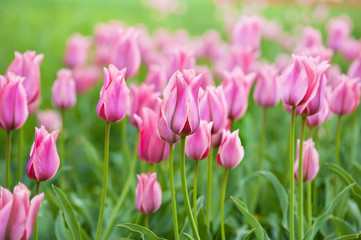 Fototapeta premium Pink beautiful tulips