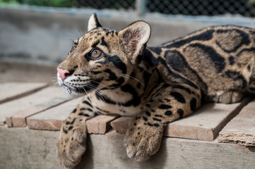 Obraz premium Clouded Leopard Cub