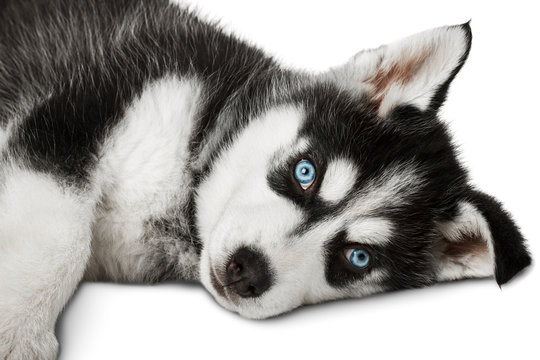 Husky puppy laying. Isolated on white background.