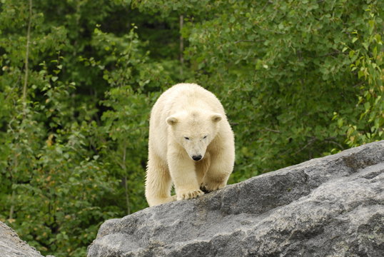 polar bear walking on rocks