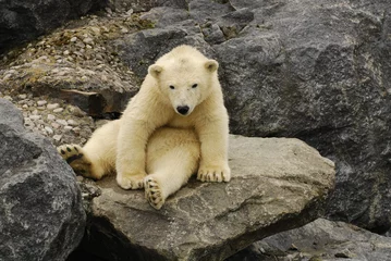 Papier Peint photo Lavable Ours polaire polar bear sitting on a rock