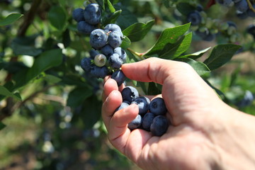 Harvest-ripe blueberries at a bush on a blueberry plantation, hand is picking the berries