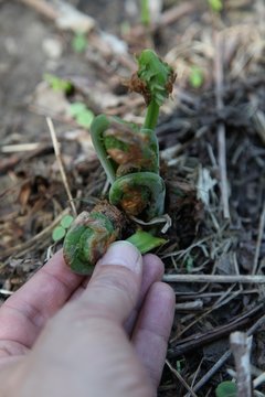 Fiddlehead fern buds while harvesting