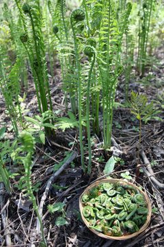 Fiddlehead fern buds (french: t&ecirc;te de violons) in small basket, traditional vegetable during springtime in Canada. Growing fern plants in background.