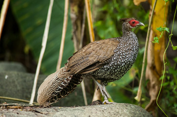 beautiful female Silver Pheasant (Lophura nycthemera) inThai for