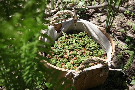 Fiddlehead fern buds harvest basket (french: t&ecirc;te de violons), traditional vegetable during springtime in Canada