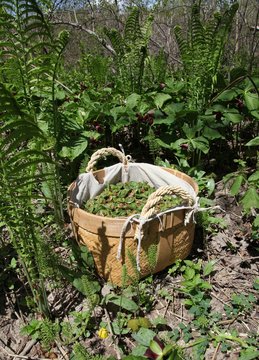 Fiddlehead fern buds in basket, the traditional vegetable during springtime in Canada