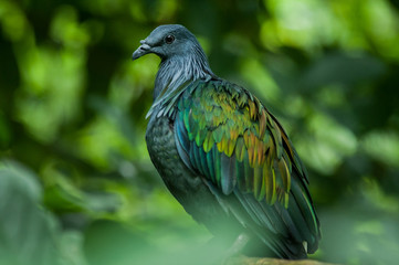Nicobar Pigeon(Caloenas nicobarica),bird in evergreen forests