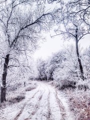 snowy trees in winter park
