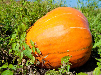 Pumpkin plants with rich harvest on a field ready to be harveste