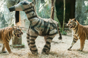 Obraz premium enrichment toy for tiger in zoo