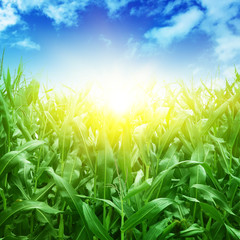 Green corn field,blue sky and sun.