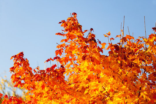 Autumn maple trees background