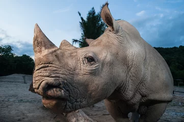 Aluminium Prints Rhino Two white rhinoceros are standing in this image.
